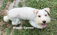 Cameo, a female Miniature Schnauzer for sale in Salem, IN – Photo 2 of 9
