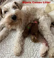Cameo, a female Miniature Schnauzer for sale in Salem, IN – Photo 8 of 9