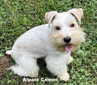Cameo, a female Miniature Schnauzer for sale in Salem, IN – Photo 4 of 9