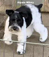 Mikey, a male Miniature Schnauzer for sale in Salem, IN – 9 of 9