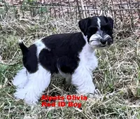 Olivia Red ID Boy SALE PRICE!, a male Miniature Schnauzer for sale in Salem, IN – 7 of 9