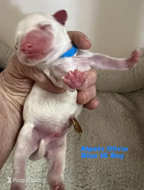 Olivia Blue Boy AKC – Miniature Schnauzer puppy for sale in Salem, IN