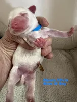 Olivia Blue Boy AKC, a male Miniature Schnauzer for sale in Salem, IN – 1 of 6