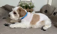 Olivia Blue ID Boy, a male Miniature Schnauzer for sale in Salem, IN – 3 of 10