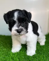 Olivia Red ID Boy AKC, a male Miniature Schnauzer for sale in Salem, IN – 5 of 10