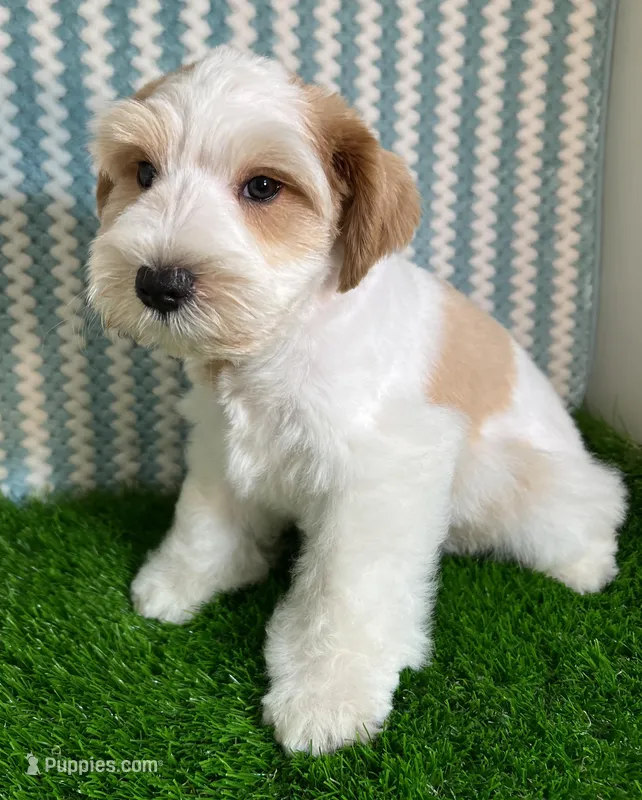 Olivia Blue ID Boy ON SALE! – Miniature Schnauzer puppy for sale in Salem, IN