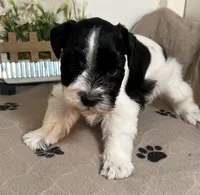 Olivia Red ID Boy AKC, a male Miniature Schnauzer for sale in Salem, IN – 3 of 10