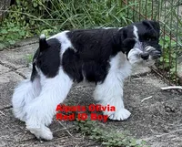 Olivia Red ID Boy SALE PRICE!, a male Miniature Schnauzer for sale in Salem, IN – 9 of 9