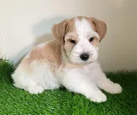 Olivia Blue ID Boy ON SALE!, a male Miniature Schnauzer for sale in Salem, IN – 5 of 10