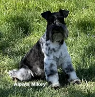 Mikey, a male Miniature Schnauzer for sale in Salem, IN – 5 of 9