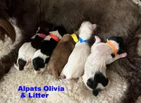 Olivia Blue Boy AKC, a male Miniature Schnauzer for sale in Salem, IN – 6 of 6