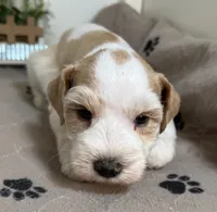 Olivia Blue ID Boy, a male Miniature Schnauzer for sale in Salem, IN – 5 of 10