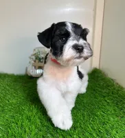 Olivia Red ID Boy AKC, a male Miniature Schnauzer for sale in Salem, IN – 2 of 10