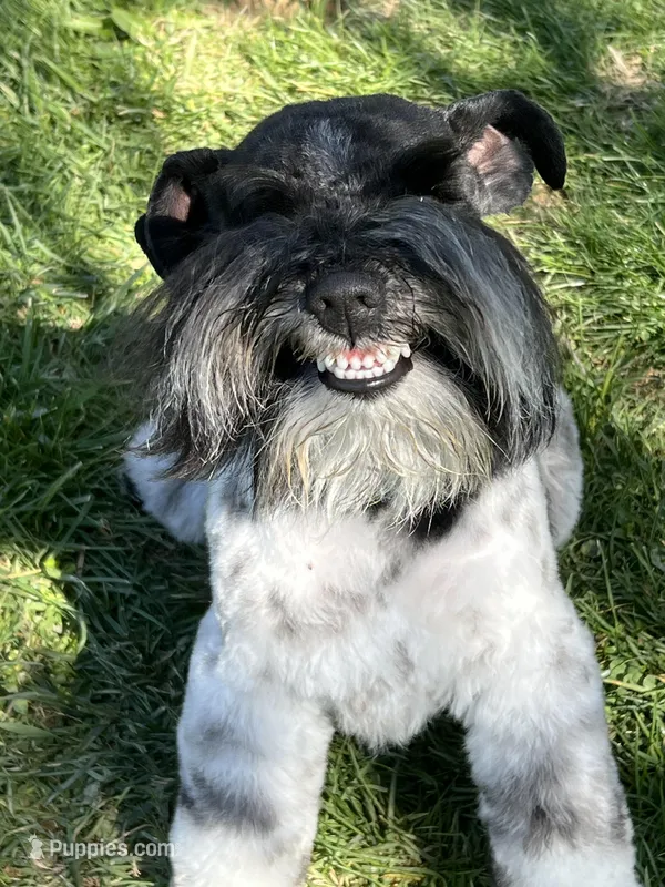 Mikey – Miniature Schnauzer puppy for sale in Salem, IN