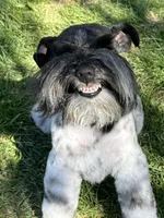 Mikey, a male Miniature Schnauzer for sale in Salem, IN – 1 of 9