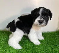 Olivia Red ID Boy AKC, a male Miniature Schnauzer for sale in Salem, IN – 9 of 10