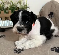 Olivia Red ID Boy AKC, a male Miniature Schnauzer for sale in Salem, IN – 2 of 10