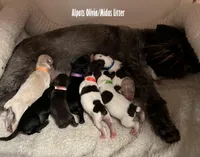 Olivia Yellow, a female Miniature Schnauzer for sale in Salem, IN – Photo 9 of 10