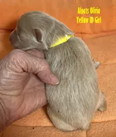Olivia Yellow, a female Miniature Schnauzer for sale in Salem, IN – Photo 6 of 10