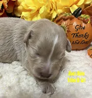Olivia Yellow, a female Miniature Schnauzer for sale in Salem, IN – Photo 1 of 10