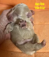 Olivia Yellow, a female Miniature Schnauzer for sale in Salem, IN – Photo 8 of 10