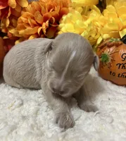 Olivia Yellow, a female Miniature Schnauzer for sale in Salem, IN – Photo 3 of 10