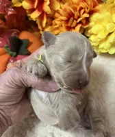 Olivia Yellow, a female Miniature Schnauzer for sale in Salem, IN – Photo 4 of 10