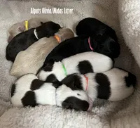 Olivia Yellow, a female Miniature Schnauzer for sale in Salem, IN – Photo 10 of 10