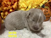 Olivia Yellow, a female Miniature Schnauzer for sale in Salem, IN – Photo 2 of 10