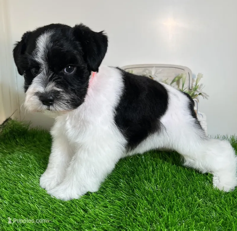 Olivia Red ID Boy AKC – Miniature Schnauzer puppy for sale in Salem, IN