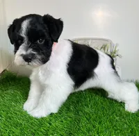 Olivia Red ID Boy AKC, a male Miniature Schnauzer for sale in Salem, IN – 1 of 10