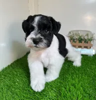 Olivia Red ID Boy AKC, a male Miniature Schnauzer for sale in Salem, IN – 4 of 10