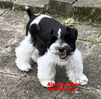 Olivia Red ID Boy SALE PRICE!, a male Miniature Schnauzer for sale in Salem, IN – 2 of 9