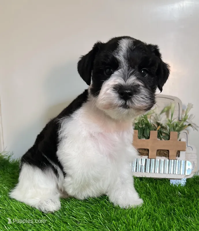 Olivia Red ID Boy SALE PRICE! – Miniature Schnauzer puppy for sale in Salem, IN