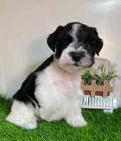 Olivia Red ID Boy AKC, a male Miniature Schnauzer for sale in Salem, IN – 6 of 10