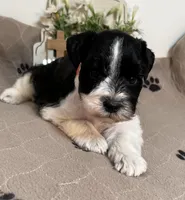 Olivia Red ID Boy AKC, a male Miniature Schnauzer for sale in Salem, IN – 5 of 10