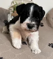 Olivia Red ID Boy AKC, a male Miniature Schnauzer for sale in Salem, IN – 4 of 10