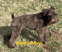 Olivia Red ID Boy AKC, a male Miniature Schnauzer for sale in Salem, IN – 9 of 10