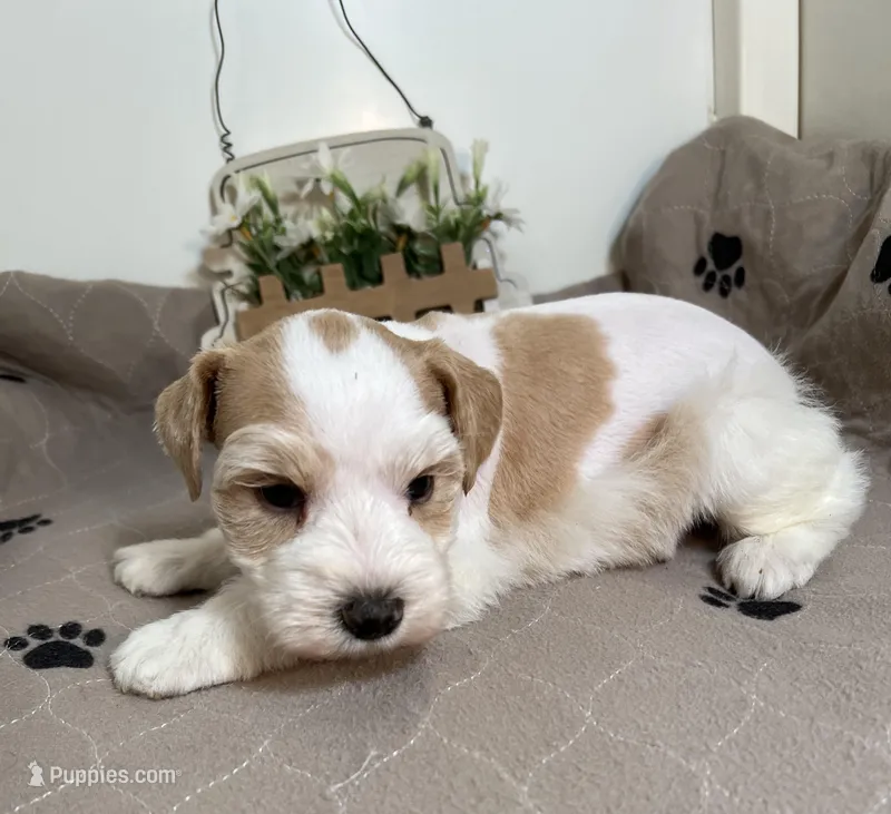 Olivia Blue ID Boy – Miniature Schnauzer puppy for sale in Salem, IN