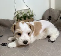 Olivia Blue ID Boy, a male Miniature Schnauzer for sale in Salem, IN – 1 of 10