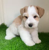 Olivia Blue ID Boy ON SALE!, a male Miniature Schnauzer for sale in Salem, IN – 4 of 10
