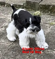Olivia Red ID Boy SALE PRICE!, a male Miniature Schnauzer for sale in Salem, IN – 3 of 9