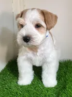 Olivia Blue ID Boy ON SALE!, a male Miniature Schnauzer for sale in Salem, IN – 2 of 10
