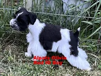 Olivia Red ID Boy SALE PRICE!, a male Miniature Schnauzer for sale in Salem, IN – 8 of 9