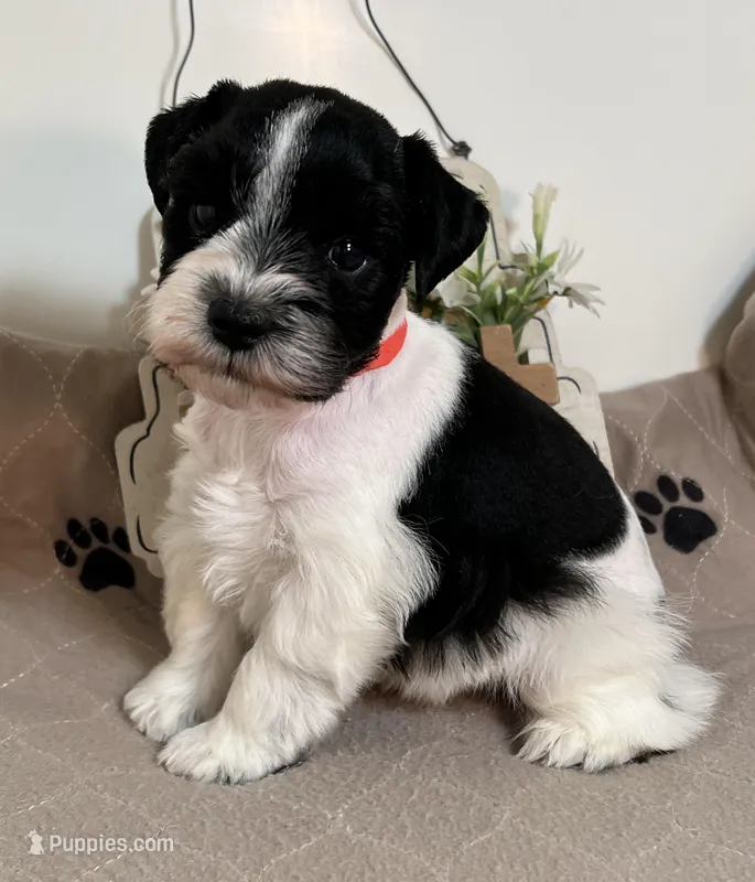 Olivia Red ID Boy AKC – Miniature Schnauzer puppy on hold in Salem, IN