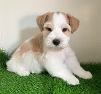 Olivia Blue ID Boy ON SALE!, a male Miniature Schnauzer for sale in Salem, IN – 3 of 10