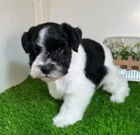 Olivia Red ID Boy AKC, a male Miniature Schnauzer for sale in Salem, IN – 3 of 10