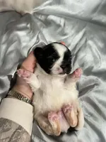 processed/893af0b5-a58c-454d-841c-155f0bee6a46/listing/467b4912-6afd-4bf0-9d01-63613c1eb8ae/6ae14e69-51b8-4f43-956f-6f04bdcc8785