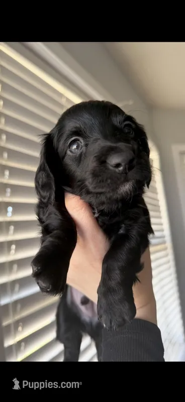 Black w white chest blue eyes , a male Miniature Dachshund for sale in New Albany, MS – Photo 1 of 1
