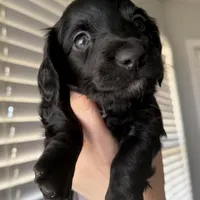 Black blue eyes , a male Miniature Dachshund for sale in New Albany, MS – 1 of 1